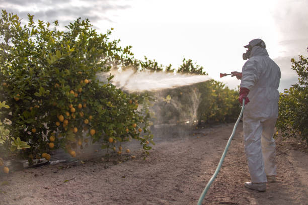 Best Emergency Pest Control  in Rio Linda, CA