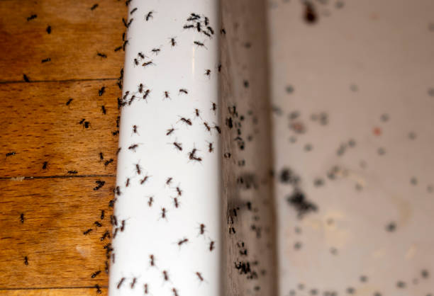Best Pest Removal Services  in Rio Linda, CA