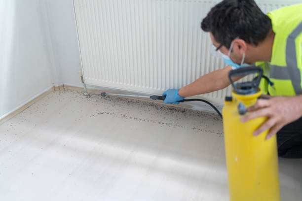 Best Emergency Pest Control  in Rio Linda, CA